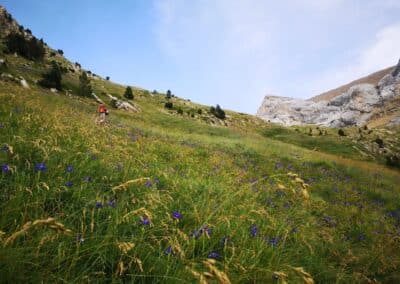 Ladera con flores violetas y excursionista observando en Ordesa