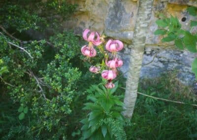Vegetación de montaña con azucena silvestre (Lilium martagon) en Ordesa