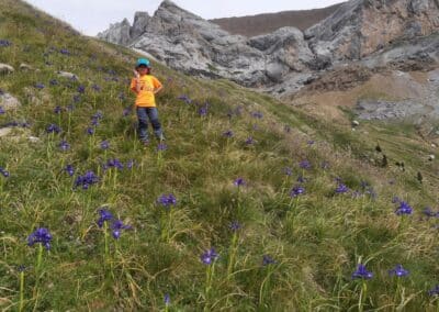Pradera rocosa con lirios azules (‘Iris latifolia’) en Ordesa