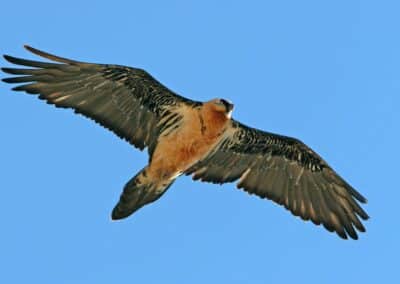 Avistamiento de un quebrantahuesos en vuelo durante la excursión por el Cebollar en Ordesa