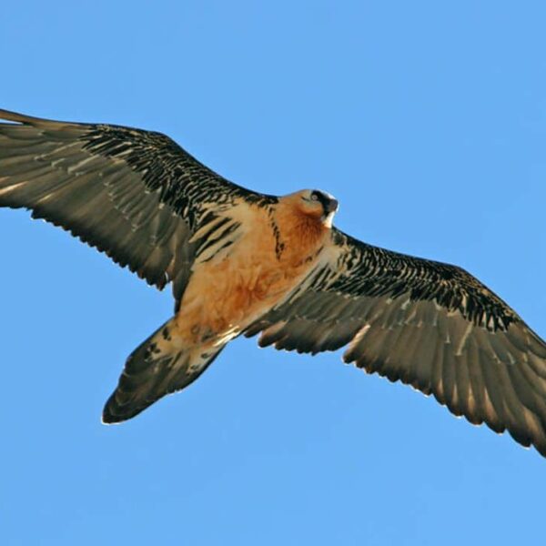 Avistamiento de un quebrantahuesos en vuelo durante la excursión por el Cebollar en Ordesa